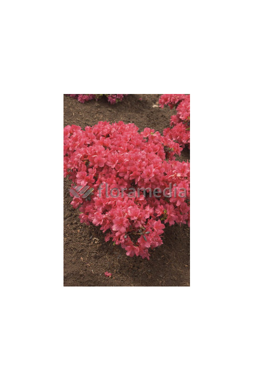 Azalia japońska 'Purpurkissen' Azalea japonica