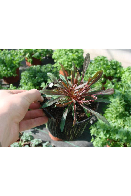 Gaura 'Siskiyou Pink'