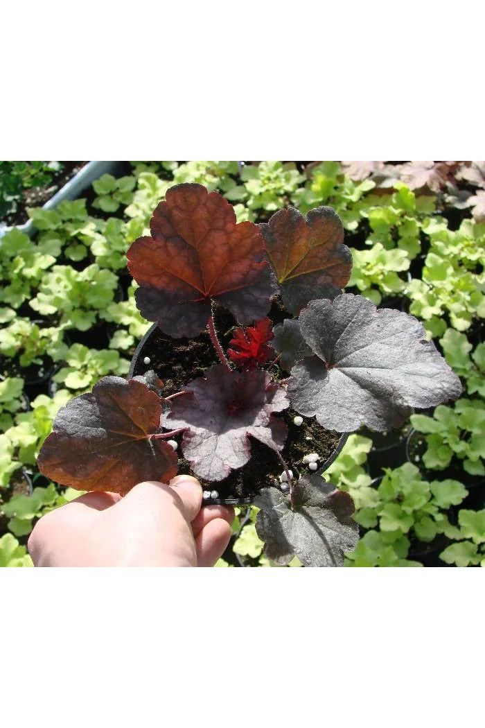 Żurawka 'Berry Marmalade' | Heuchera