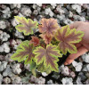 Żuraweczka (Żurawka) 'Golden Zebra' | Heucherella