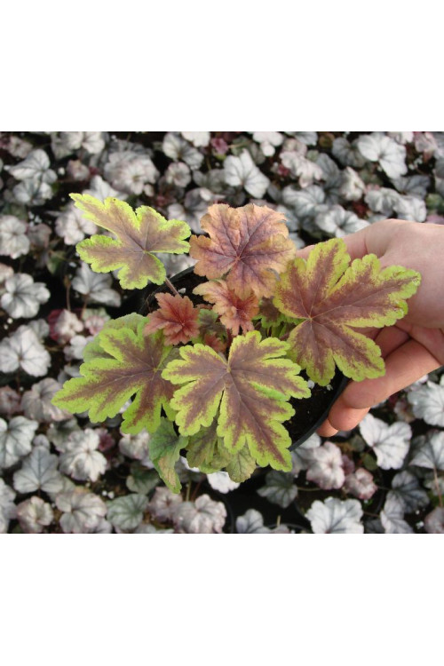 Żuraweczka (Żurawka) 'Golden Zebra' | Heucherella