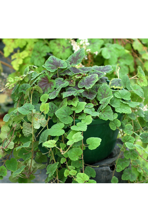 Tiarella 'Appalachian Trail' Tiarella