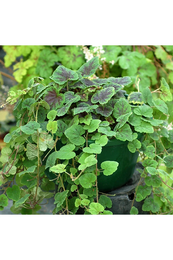 Tiarella 'Appalachian Trail' Tiarella