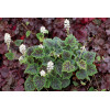 Tiarella 'Appalachian Trail' Tiarella
