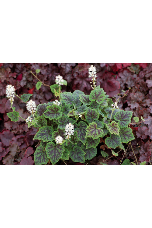 Tiarella 'Appalachian Trail' Tiarella