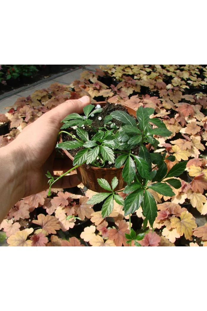 Gynostema Gynostemma pentaphyllum