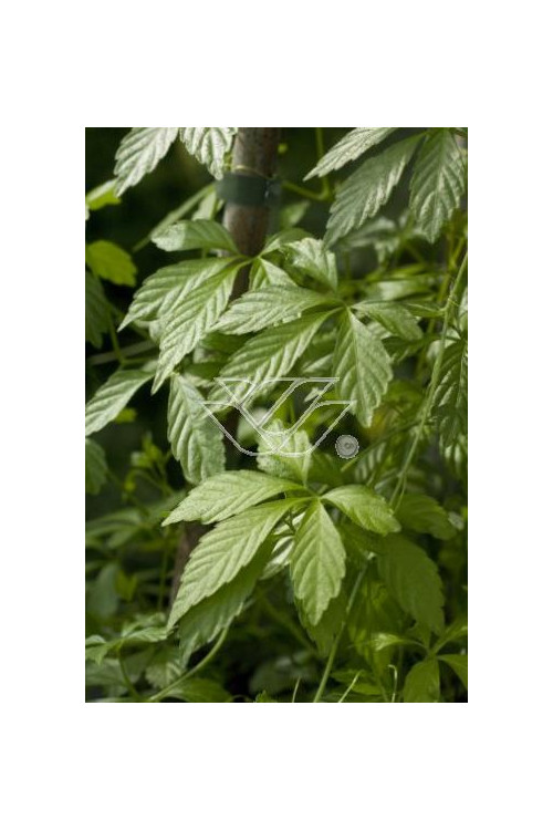 Gynostema Gynostemma pentaphyllum