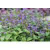 Kocimiętka 'Neptune' | Nepeta nervosa