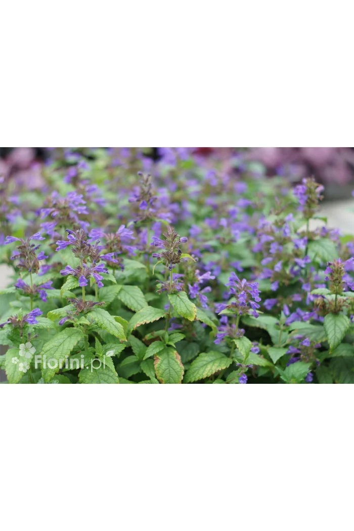 Kocimiętka 'Neptune' | Nepeta nervosa