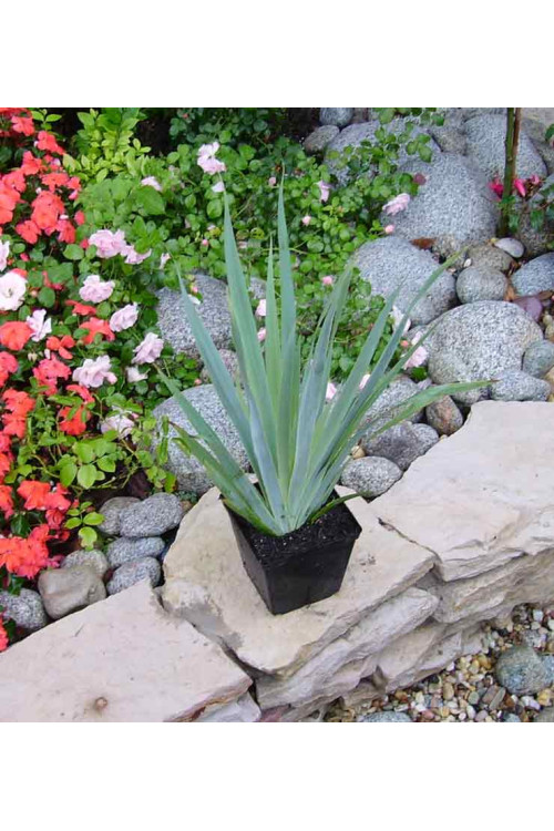 Miecznica szerokolistna Sisyrinchium striatum