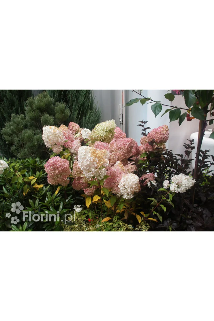 Hortensja bukietowa 'Vanille-Fraise' | Hydrangea paniculata
