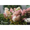 Hortensja bukietowa 'Vanille-Fraise' | Hydrangea paniculata