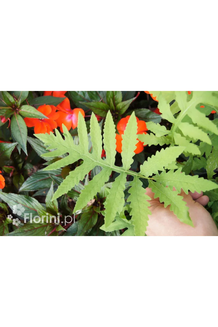 Onoklea wrażliwa | Onoclea sensibilis