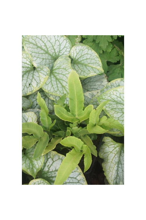 Narecznica siebolda | Dryopteris sieboldii