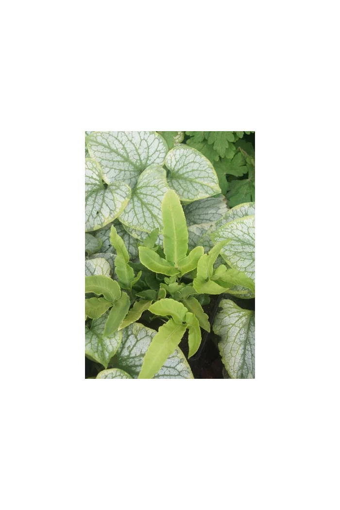 Narecznica siebolda | Dryopteris sieboldii