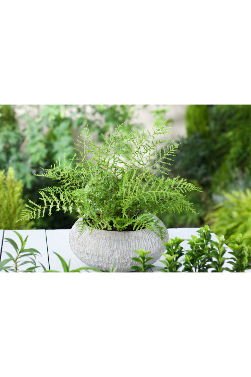 Narecznica mocna 'Linearis Polidactylon' | Dryopteris affinis