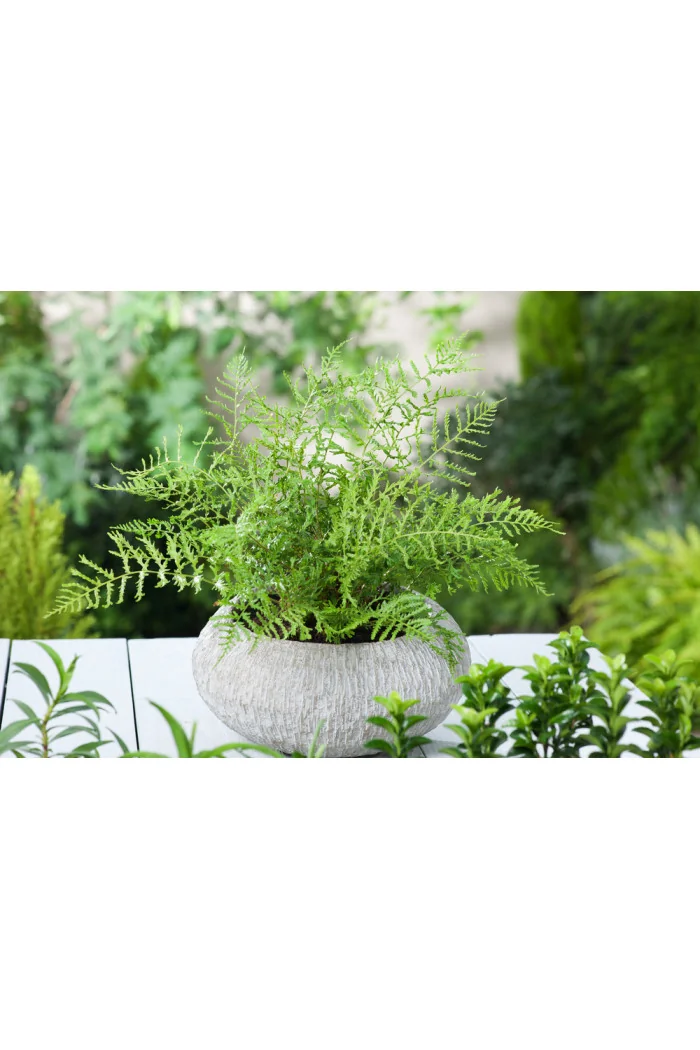 Narecznica mocna 'Linearis Polidactylon' | Dryopteris affinis