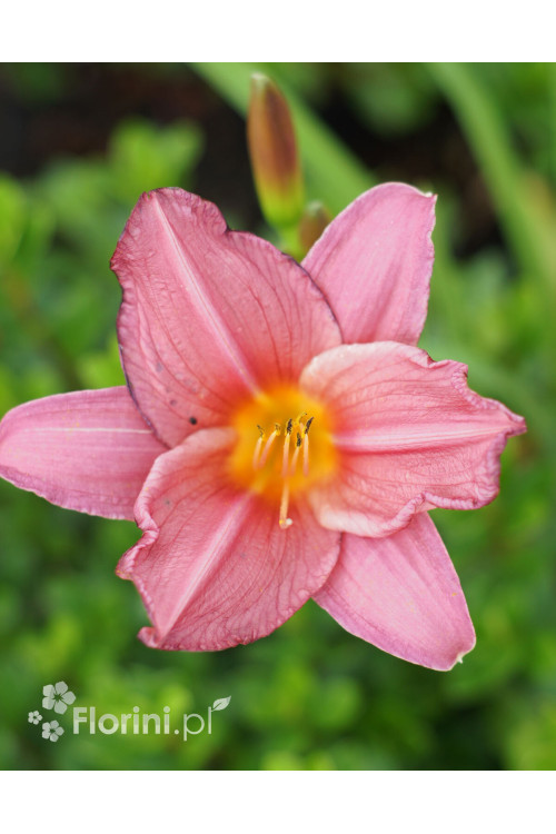liliowiec, hemerocallis