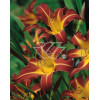 Liliowiec 'Sammy Russel' | Hemerocallis