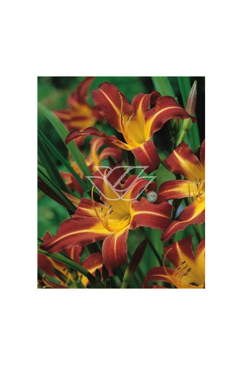 Liliowiec 'Sammy Russel' | Hemerocallis