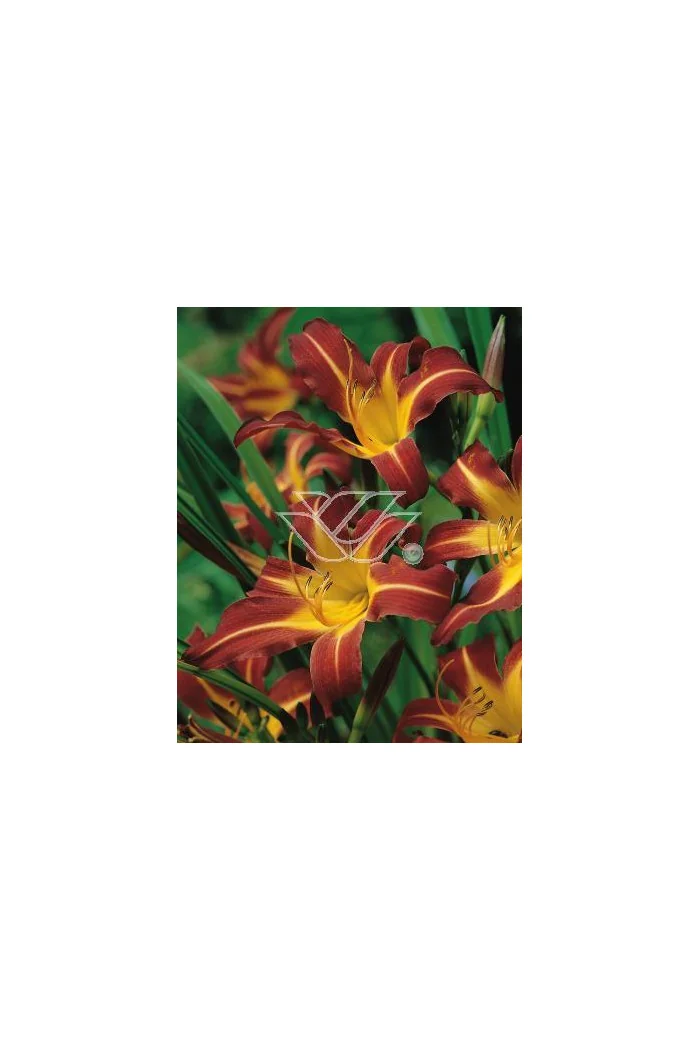Liliowiec 'Sammy Russel' | Hemerocallis