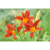 Liliowiec 'Sammy Russel' | Hemerocallis