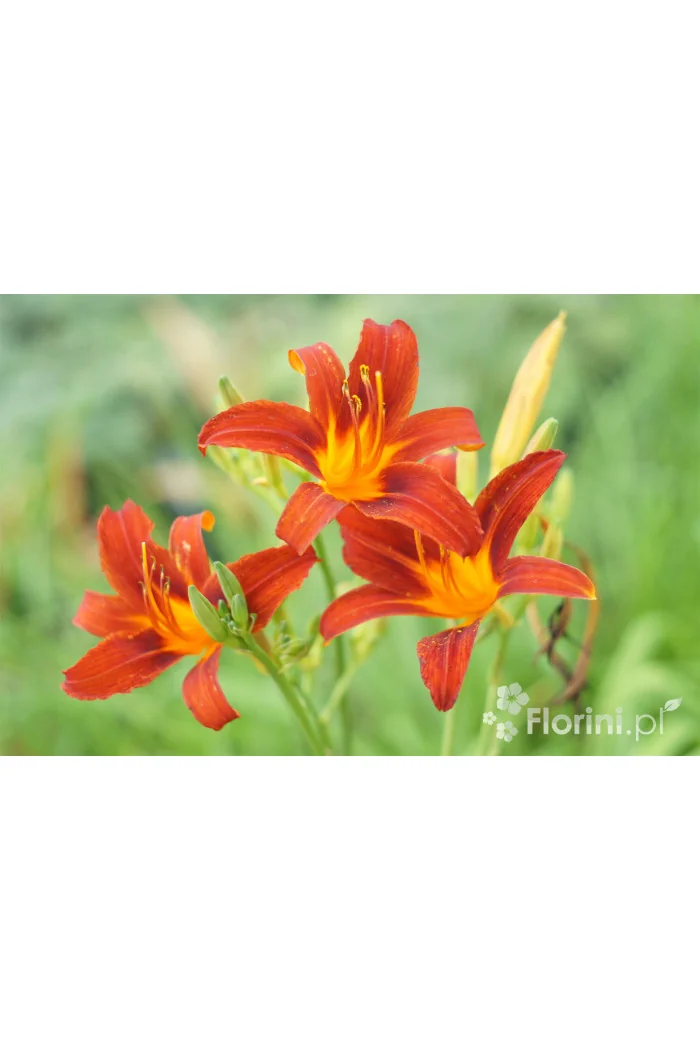 Liliowiec 'Sammy Russel' | Hemerocallis