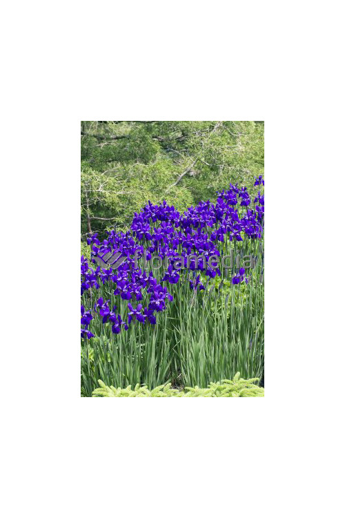 Kosaciec (Irys) syberyjski 'Caesar's Brother' | Iris sibirica