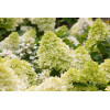 Hortensja bukietowa 'Magical Candle' | Hydrangea paniculata