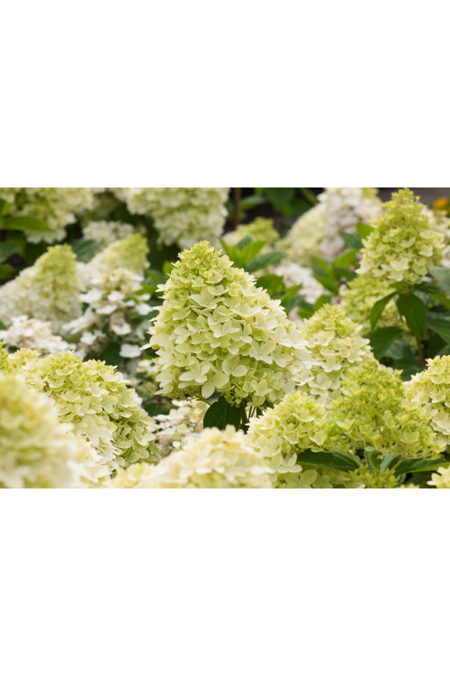 Hortensja bukietowa 'Magical Candle' | Hydrangea paniculata