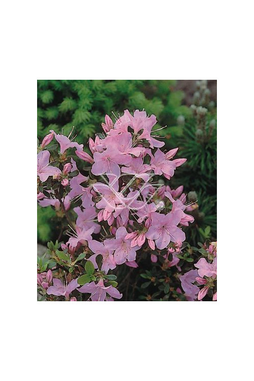 Azalia japońska 'Blanice' Azalea japonica