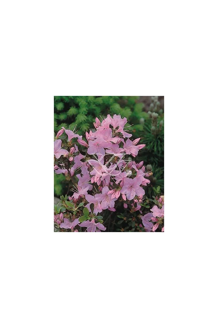 Azalia japońska 'Blanice' Azalea japonica