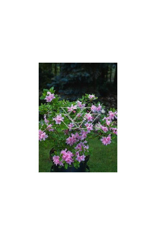 Azalia japońska 'Blanice' Azalea japonica