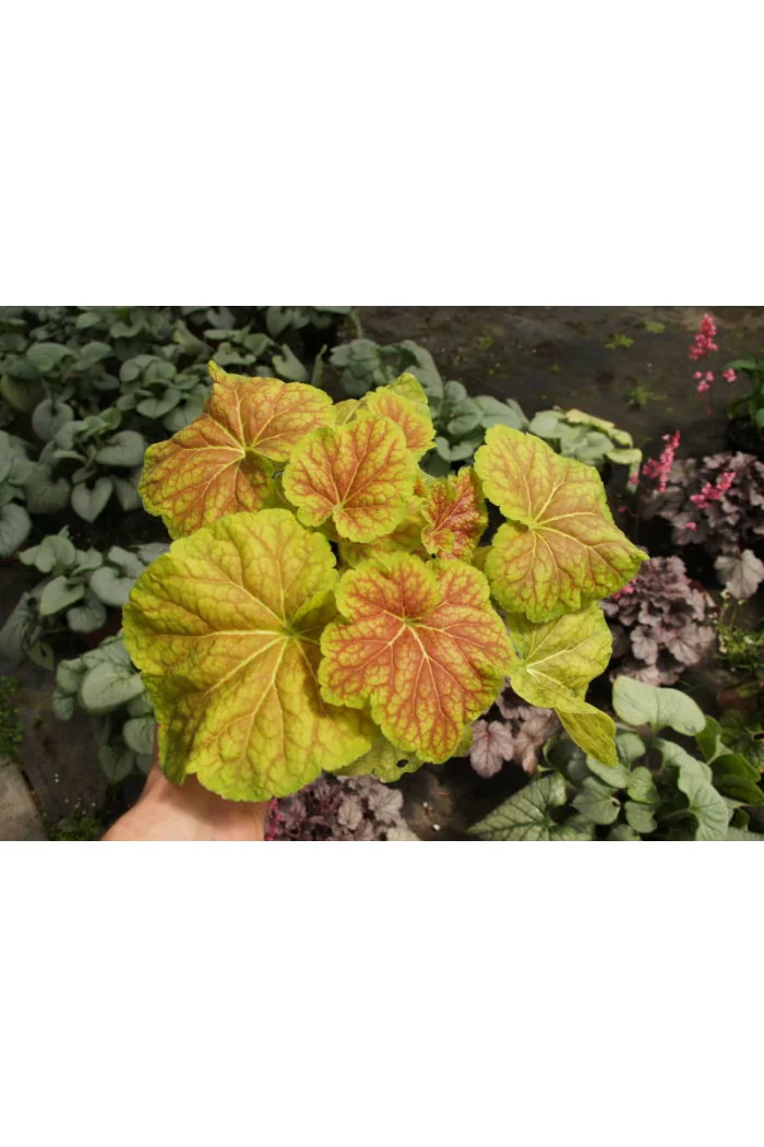 Żurawka 'Delta Dawn' | Heuchera