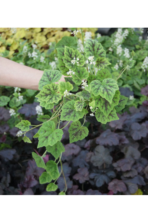 Tiarella 'Appalachian Trail' Tiarella