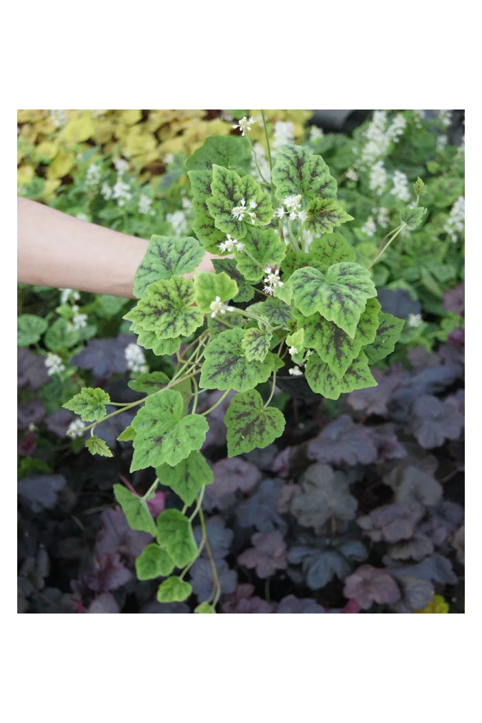 Tiarella 'Appalachian Trail' Tiarella