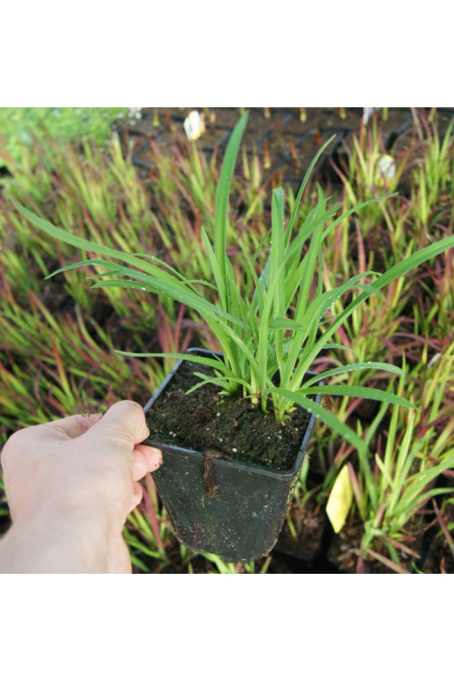 Liliowiec 'Red Braun' Hemerocallis