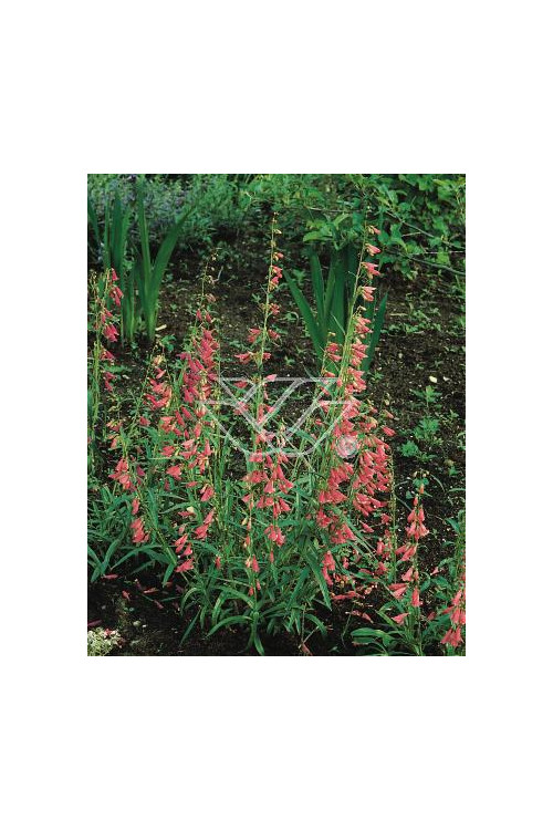 Penstemon bródkowy 'Coccineus' Penstemon barbatus