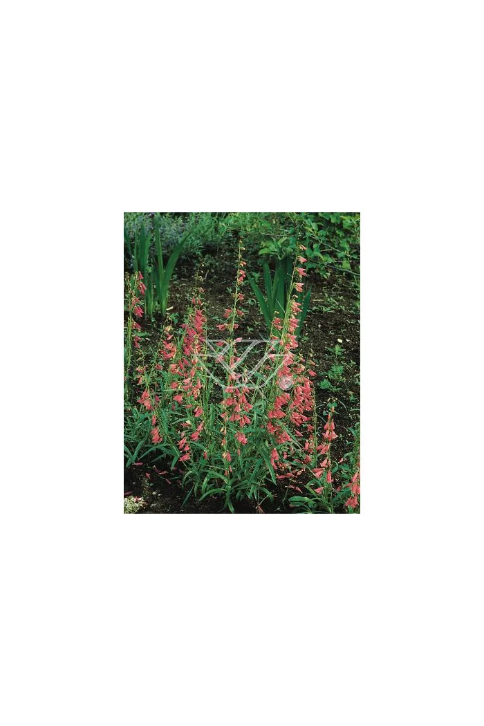Penstemon bródkowy 'Coccineus' Penstemon barbatus
