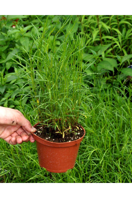 Nachyłek różowy 'American Dream' | Coreopsis rosea