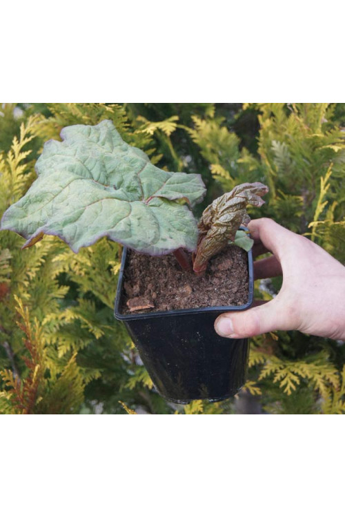 Rabarbar dłoniasty odm. tangucka