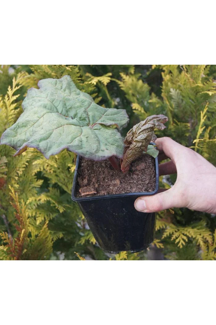 Rabarbar dłoniasty odm. tangucka