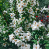 jaśminowiec, jaśminowiec wonny, jaśminowiec Albatre, Philadelphus