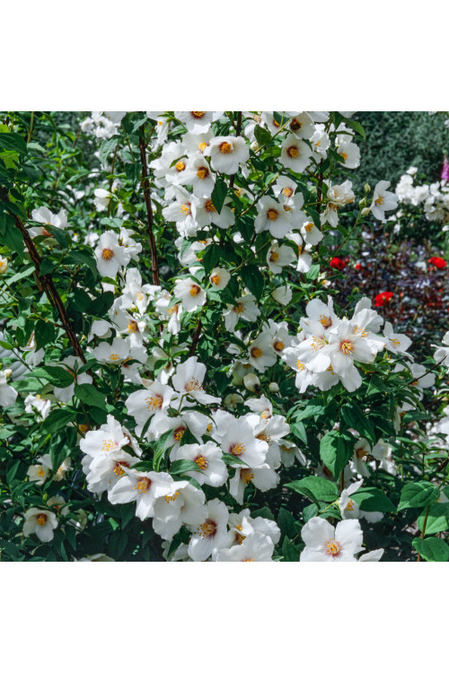 jaśminowiec, jaśminowiec wonny, jaśminowiec Albatre, Philadelphus