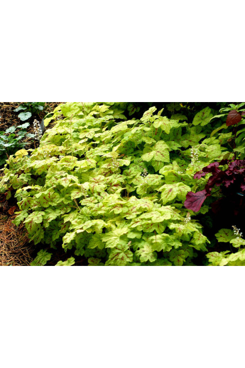 Żuraweczka 'Yellowstone Falls' Heucherella