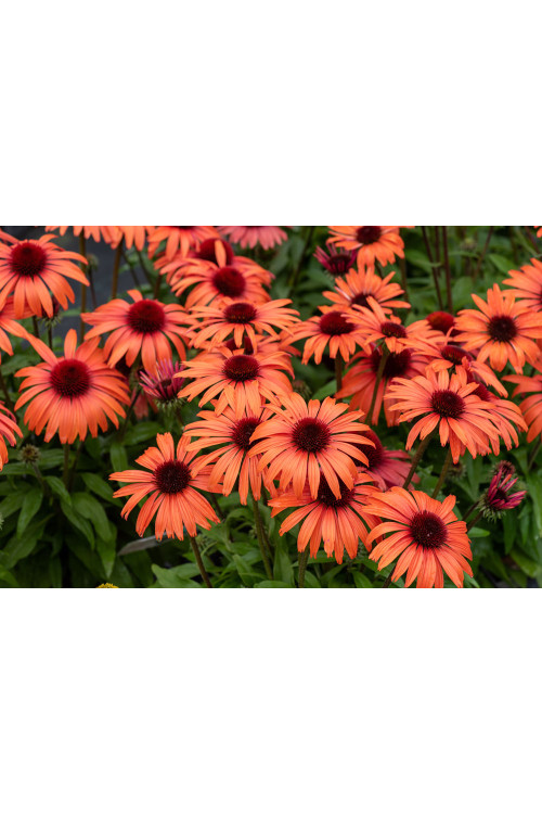 Jeżówka 'SunMagic Vintage Orange' | Echinacea
