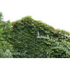 Winobluszcz trójklapowy 'Veitchii' [szczepiony!] | Parthenocissus tricuspidata