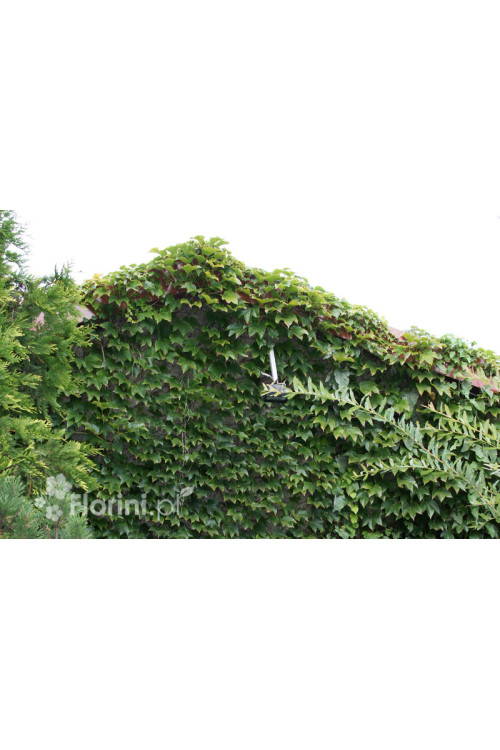 Winobluszcz trójklapowy 'Veitchii' [szczepiony!] | Parthenocissus tricuspidata