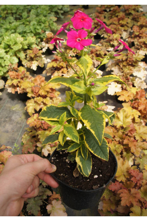 Floks wiechowaty 'Goldmine' Phlox panniculata