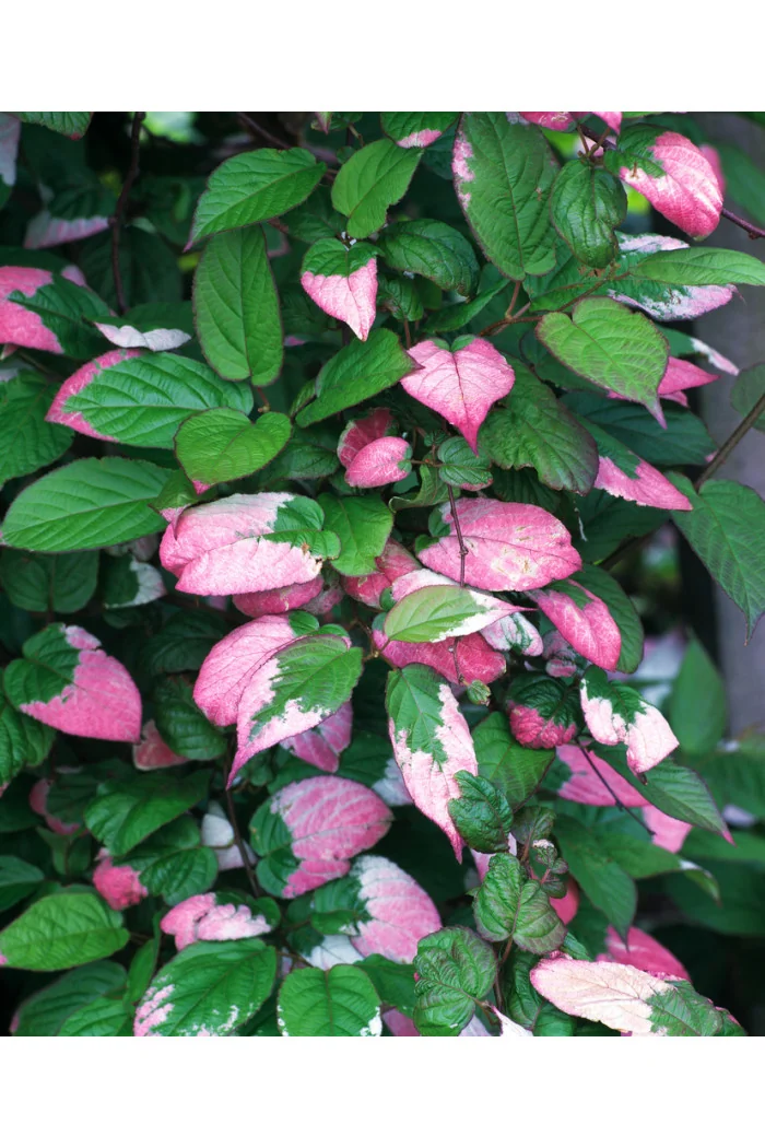 Aktinidia pstrolistna | Actinidia kolomikta